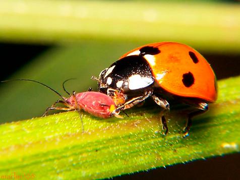 Adalia bipunctata to fight aphids