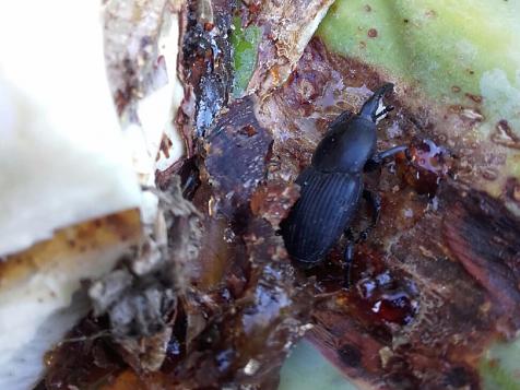 A new threat: the black weevil