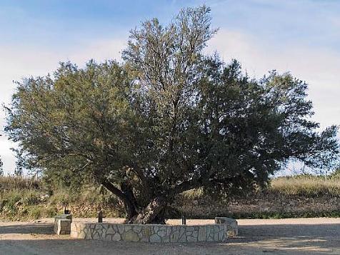 Monumentale bomen