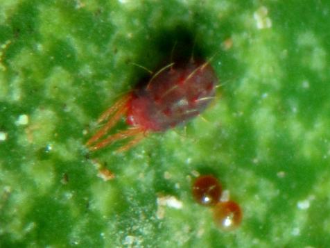 Spider mite and eggs
