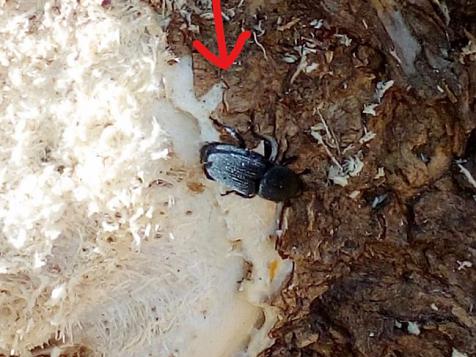 Agave weevil (Scyphophorus acupunctatus) in Yucca 