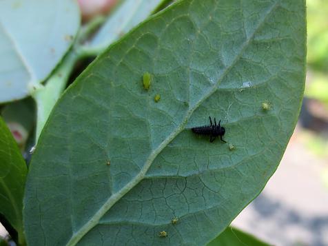 Una larva por día puede comer de 50 a 80 áfidos
