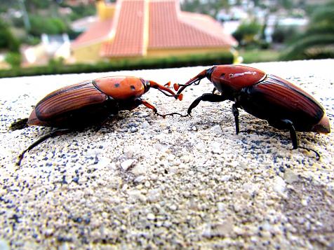 Nematodos contra Picudos Rojos