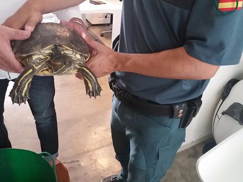 Especies invasoras: Las tortugas de Florida