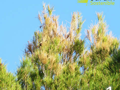 Infestación de pinos en Javea y alrededores